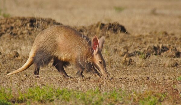 5 Fascinating Facts About The Aardvark