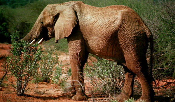 5 Fascinating Facts About The African Elephant
