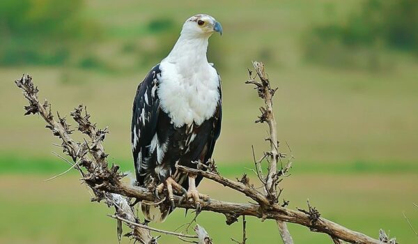 5 Fascinating Facts About The African Fish Eagle