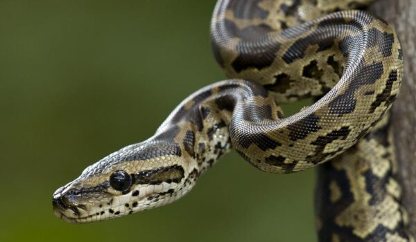 5 Fascinating Facts About The African Rock Python