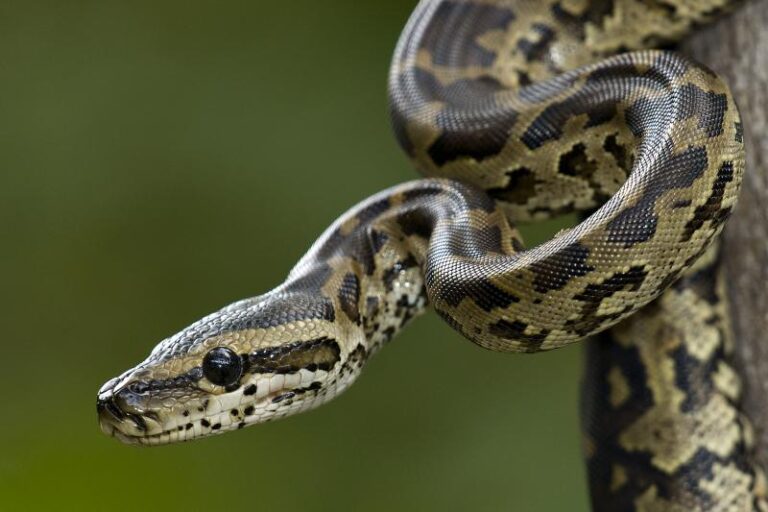 Fascinating Facts About the African Rock Python