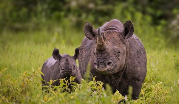 5 Fascinating Facts About The Black Rhino