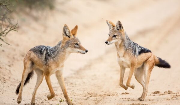 5 Fascinating Facts About The Black-backed Jackal