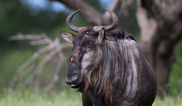 5 Fascinating Facts About The Blue Wildebeest