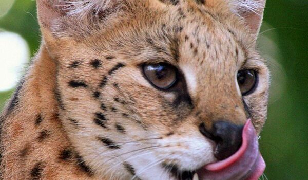 5 Fascinating Facts About The Caracal