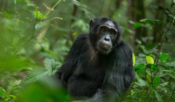 5 Fascinating Facts About The Common Chimpanzee