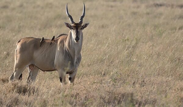 5 Fascinating Facts About The Eland