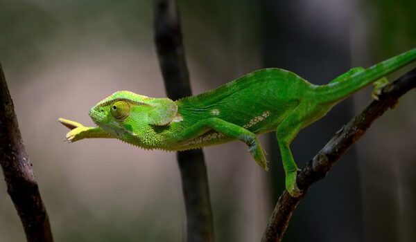 5 Fascinating Facts About The Flapneck Chameleon