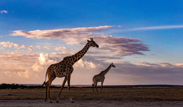 5 Fascinating Facts About The Giraffe