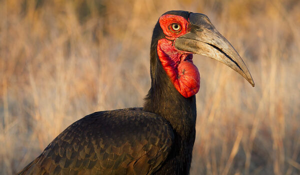 5 Fascinating Facts About The Ground Hornbill