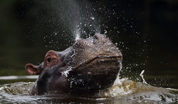 5 Fascinating Facts About The Hippo