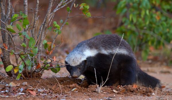 5 Fascinating Facts About The Honey Badger