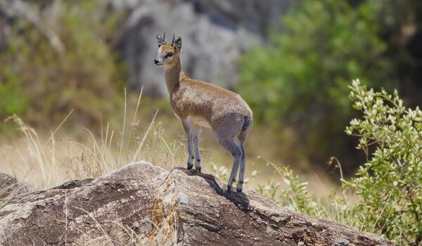5 Fascinating Facts About The Klipspringer