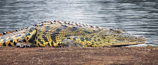 5 Fascinating Facts About The Nile Crocodile