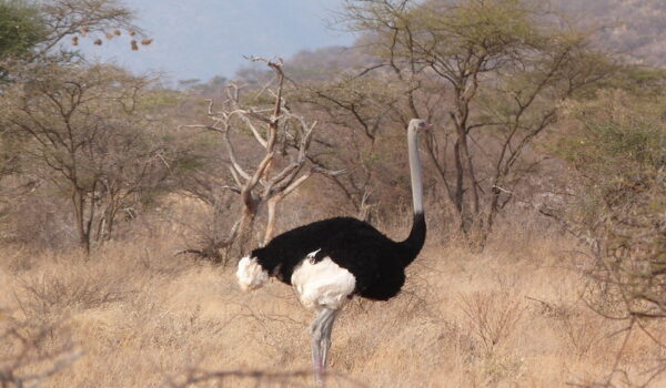5 Fascinating Facts About The Ostrich