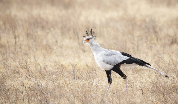 5 Fascinating Facts About The Secretary Bird (Sagitarius Serpentarius)