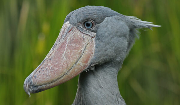 5 Fascinating Facts About The Shoebill