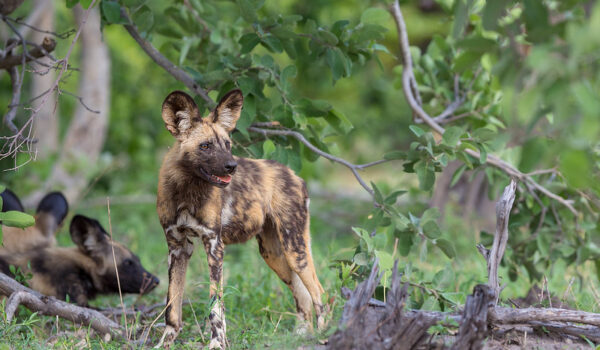 5 Interesting Facts About The African Wild Dog (Lycaon Pictus)