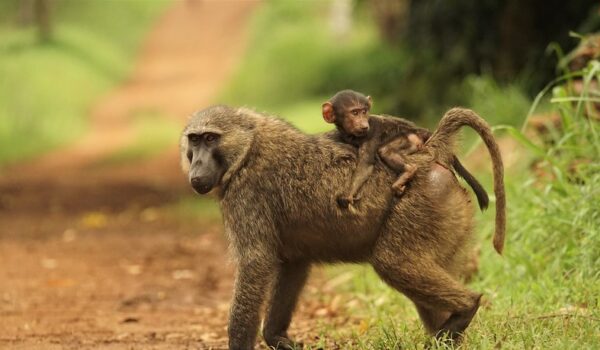 5 Interesting Facts About The Baboon (Papio Papio)