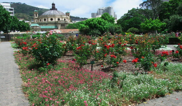 9 Reasons To Visit The Cape Town Company Gardens From Art To Stars And Squirrels