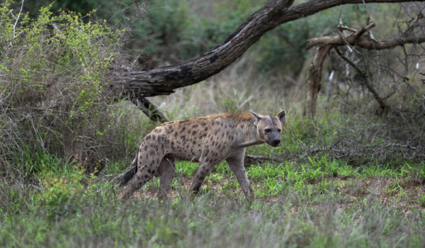 A Great Kruger Safari Getaway! (travel Expert, Harriet’s Winter Escape)