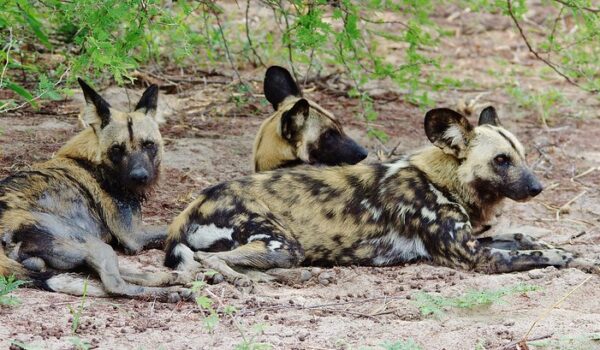 Africa Bucket List Best Things To Do In Southern Africa