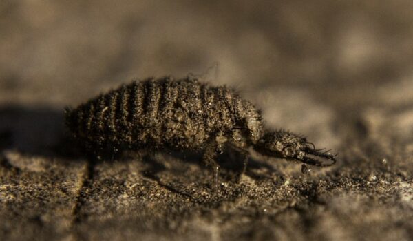 Africa’s Little Five Animals