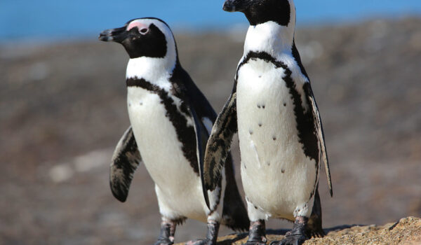 Boulders Beach In Cape Town - The Best Place To See Penguins In South Africa