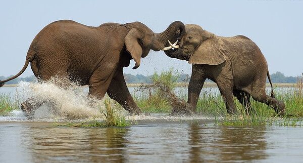 Budgeting For Safaris 101 - How To Travel Africa On A Budget