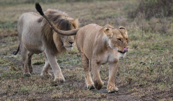 Four South African Parks In The Top 10 Best Safari Parks Of Africa