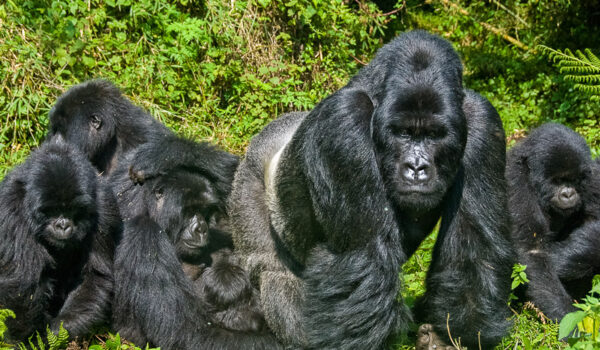 Gorilla Trekking In February