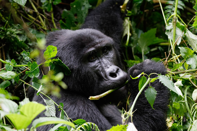 Gorilla trekking in July