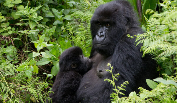 Gorilla Trekking In June