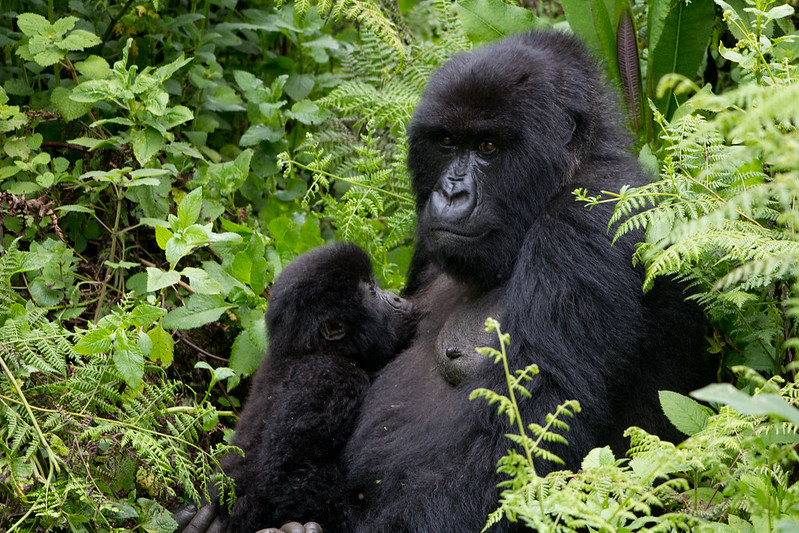 Gorilla Trekking In June