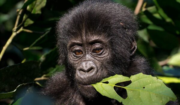 Gorilla Trekking In November