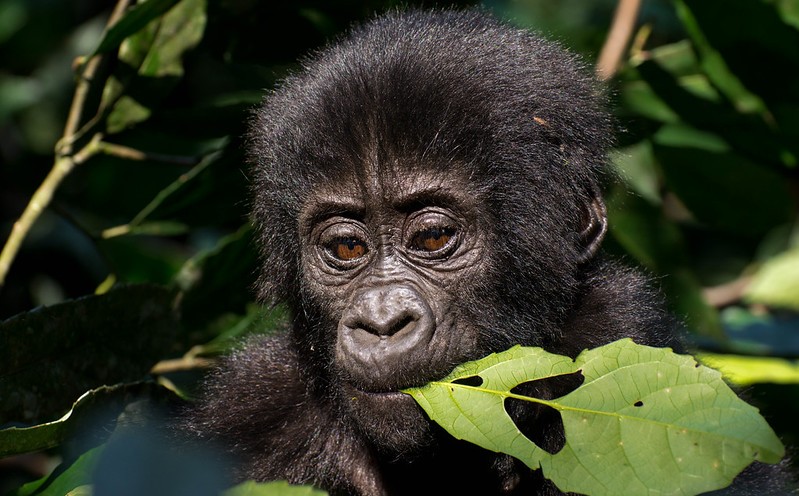 Gorilla Trekking In November