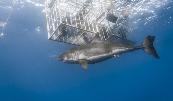 Great White Shark Diving In Cape Town Gansbaai Cage Dive