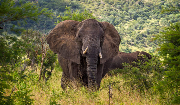 Greater Kruger Vs Kruger National Park Safari - Which Is Better