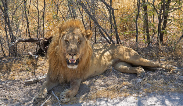 Guide To Etosha National Park Top Tips For Your Etosha Safari In Namibia
