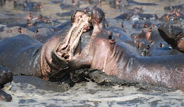 Hippos In Katavi National Park