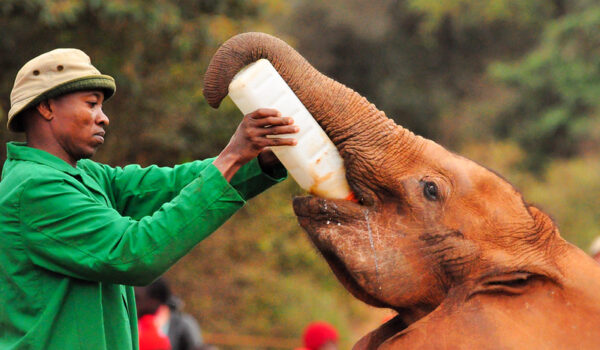 How To Foster A Baby Elephant At The Sheldrick Wildlife Trust In Kenya