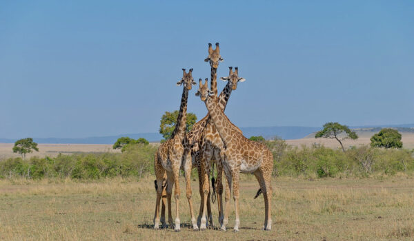 How To Make The Most Of Your African Safari