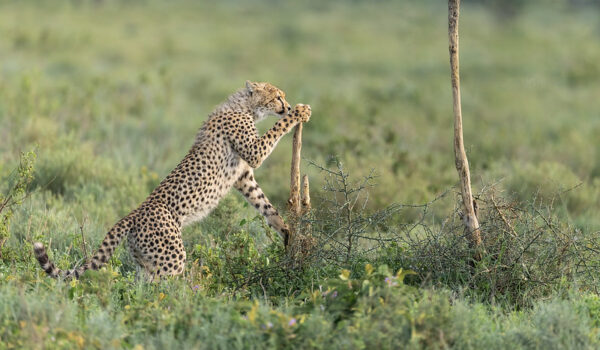 How To Pick The Best African Safari For Your Travel Style