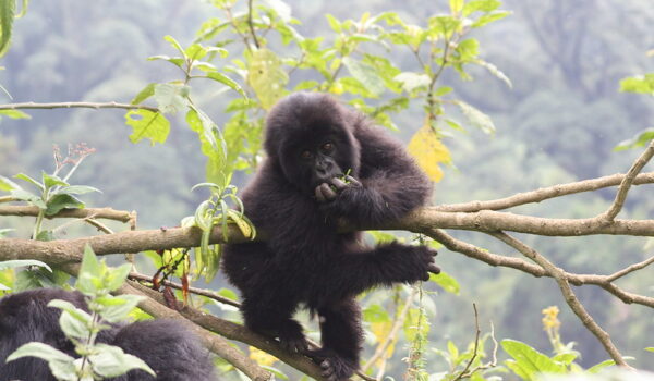 Is Gorilla Trekking In Africa Good For Conservation