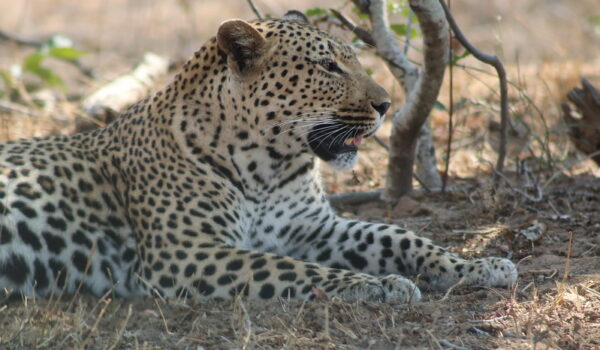 Kruger National Park In South Africa Then And Now