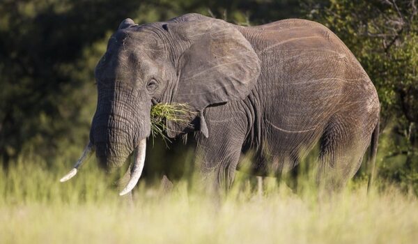 The 3 Day Budget Kruger Park Tour