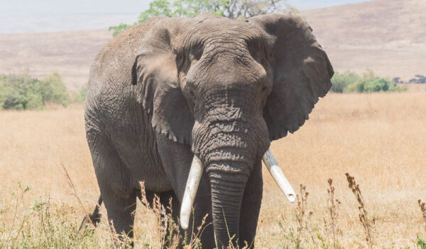 The Best African Tale Of Collective Nouns For Animals