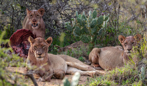 The Big Five Marathon - Wildlife & World-class Challenge In One!