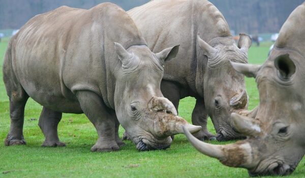 The Difference Between A Black And A White Rhino