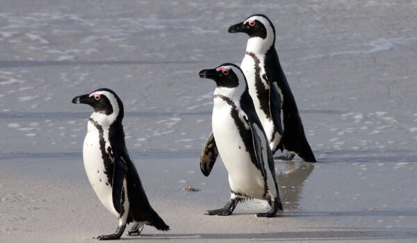The Marine Big 5 Animals Of South Africa - The Cape’s Top Sea Life